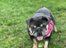 KC reg 2 year old bulldog