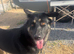 German Shepard girl 12 months old