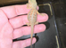 Baby bearded dragons