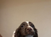 3 English springer spaniel puppies left