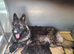 Kennel Club German Shepherd Puppies