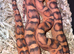 Female adult scaleless corn snake