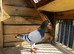 6 Racing pigeons for sale