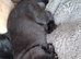 **Ready to Leave** KC Labrador Puppies