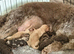 Cockapoo Puppies – Interest Being Taken