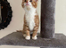 British shorthair ragdoll