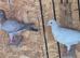 Pigeons