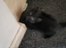 Black kittens