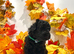 RARE Silver Miniature Poodle Puppies | DNA CLEAR