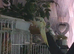 Male, 7 month old, Semi-Tame, with Cage Lutino Cockatiel