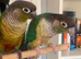 Conure tamed