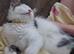 Last the litter- female kitten