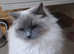 ragdoll