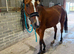 16.2hh 11yo TB Gelding