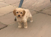 Beautiful Cavapoo puppies