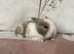Baby mini lops