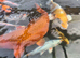 Plenty of koi to go to new homes