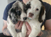 COCKER SPANIEL PUPPY BITCH FOR SALE
