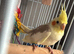 Male and female cockatiel