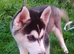 Siberian husky puppies