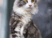 GCCF Active Maine Coon boy