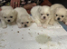 KC White Pekingese