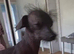 Dachshund cross Chinese crested