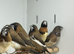 Bengalse finches