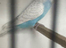 Young male budgie