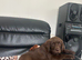 Beautiful Chocolate Labrador Puppies Ready for Loving Homes