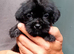 Ready now tiny Jackapooshih pups