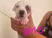 Adorable Puppies Staffordshire Bull Terrier