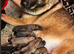 Belgian Malinois puppies for sale