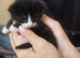3 beautiful kittens looking for their new home