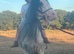 Blagdon mare 4 year old riding pony