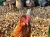5 hybrid hens for sale