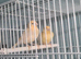 2 male canary