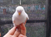 Budgies for sale