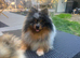 Stunning black merle tri pomeranian