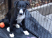 Well bred beautiful lurcher puppies