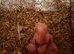 3 baby ringnecks for hand rearing