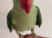 Baby alexandrine