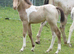 Champagne American Paint Filly