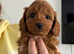 Cockapoo puppies
