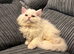 Male White Persian Chinchilla
