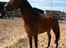 Very well bred sports horse mare 3yrs