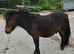 Gorgeous Bay Yearling Mini Shetland Colt