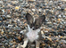 Female chihuahua
