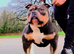 American Bully
