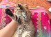 Male Beautiful BSH x Bengal Kitten For Sale